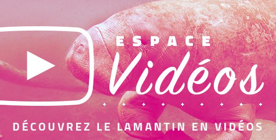 media-video